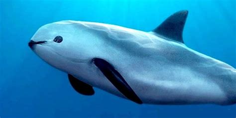 It’s save the vaquita week. What you should know about the world’s most ...