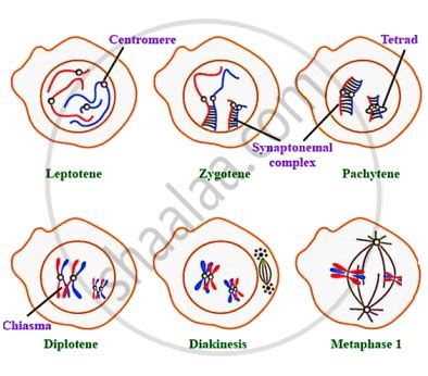 Meiosis 1 Prophase Stages