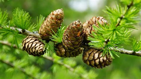 Pine Cone Wallpaper (57+ pictures) - WallpaperSet