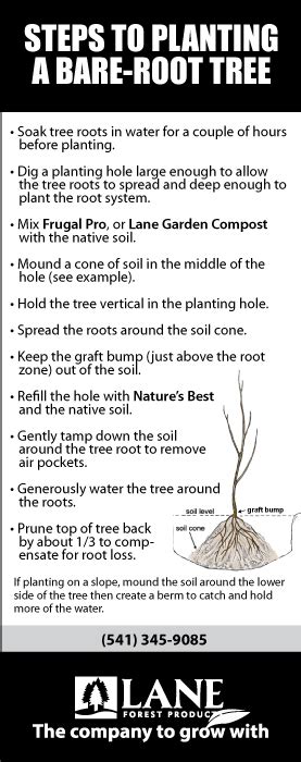 Planting A Bare-Root Tree | Lane Forest Products