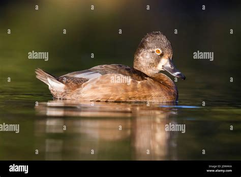 Female ring necked duck hi-res stock photography and images - Alamy