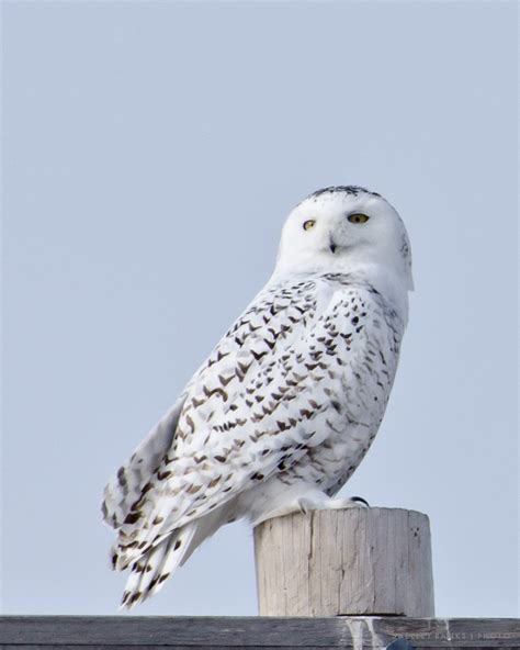 Prairie Nature: Fewer Snowy Owls - are they heading north, away from ...