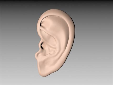 Ear 3D model Download for Free