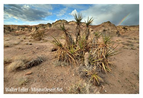 Contrasts between the Mojave and Colorado deserts: Mojave Desert Plants