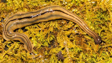 Invasive hammerhead worms are longtime New Yorkers, and they may be ...