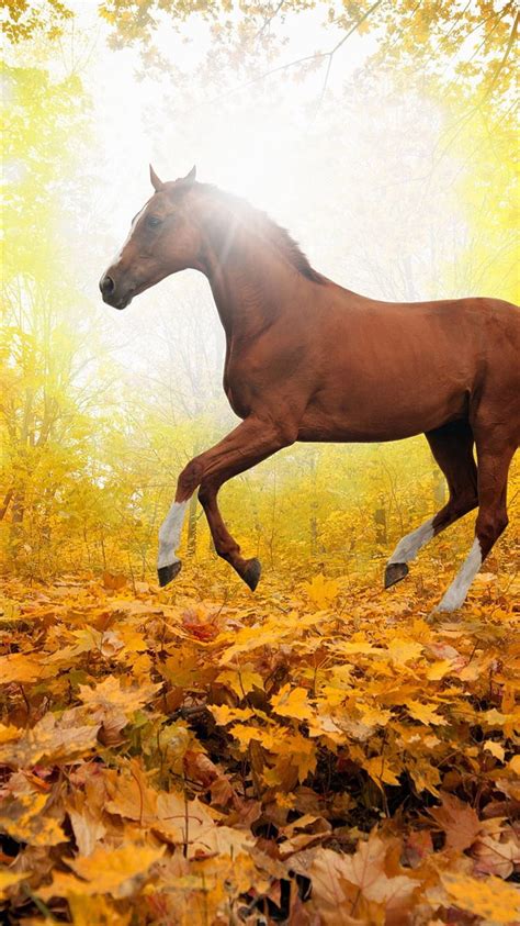 Horse Art Animal Fall Leaf Mountain Red iPhone 8, autumn fantasy iphone 11 HD phone wallpaper ...