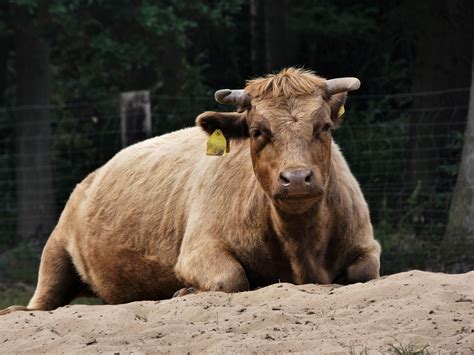 Download free photo of Dexter beef,horns,beef,sand,domestic cattle ...