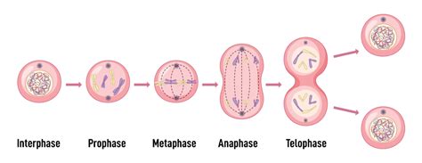 Mitosis - Overview, Phases, & Significance Class Notes - GeeksforGeeks