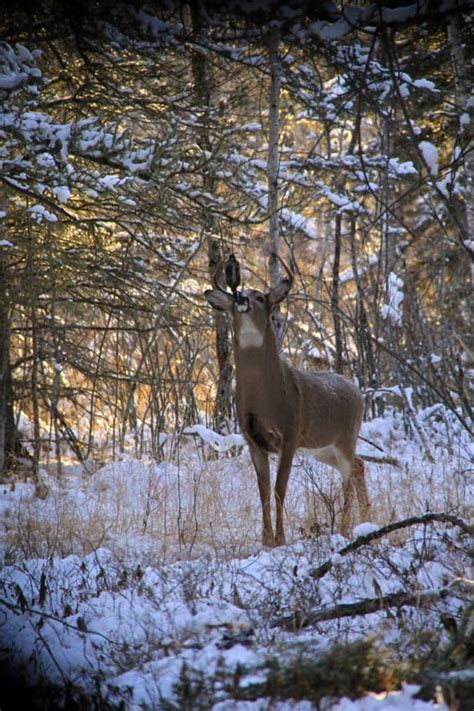 Deer Rut: 3 Scent Strategies | Big Deer