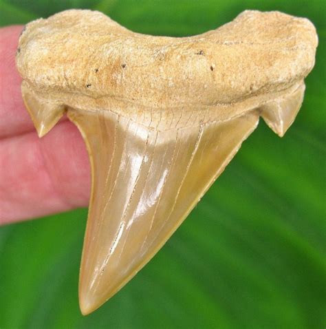 Real Shark teeth fossil Otodus obliquus 60 Million Years ago | Etsy