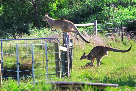 How High Can A Kangaroo Jump? (Revealed)