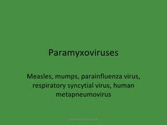 Paramyxovirus