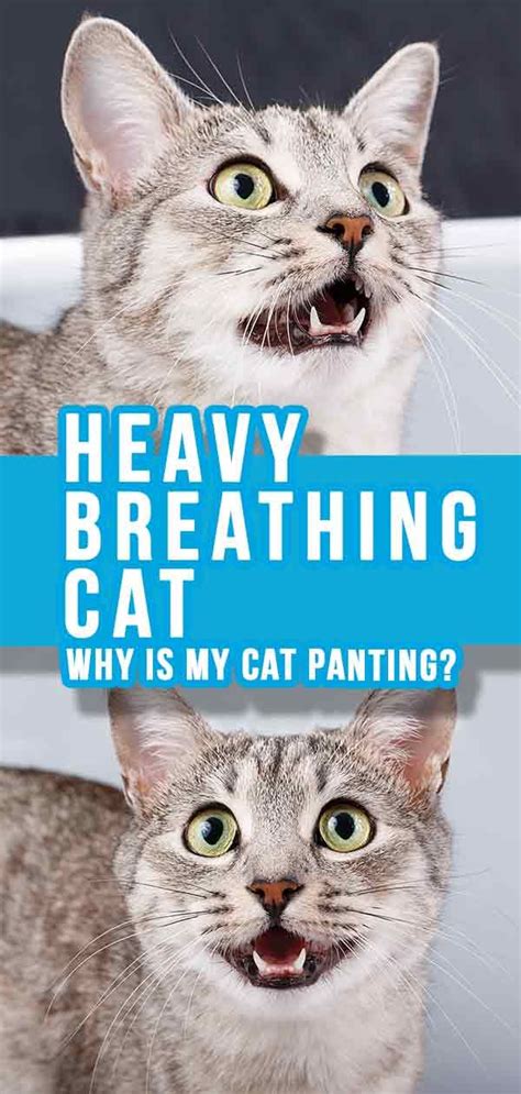 Heavy Breathing Cat - Why Is My Cat Panting or Breathing Fast? | Heavy breathing cat, Cats, Sick cat