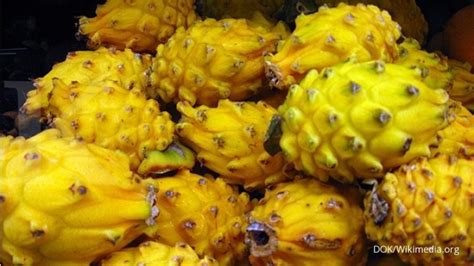 Gambar Buah Naga Kuning – pulp