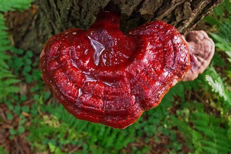 Dried Wild Reishi Mushroom pieces and slices. Hemlock Reishi | Etsy