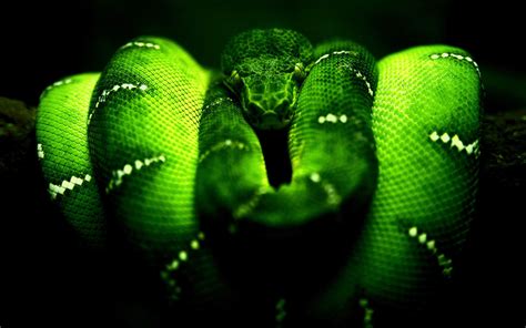 Green Snake Wallpapers - Top Free Green Snake Backgrounds - WallpaperAccess