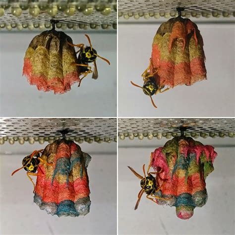 Wasp Colony Given Colored Construction Paper Builds an Amazing Rainbow Nest