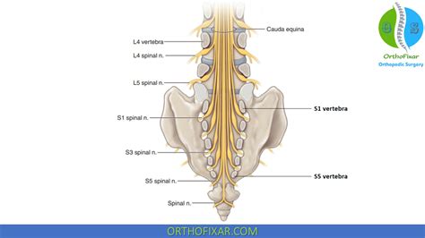 S1 Nerve Root Examination | OrthoFixar 2024