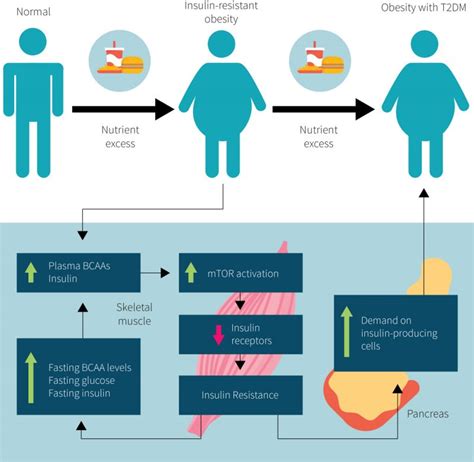 The Importance of mTOR for Biohacking Metabolism « Adafruit Industries – Makers, hackers ...