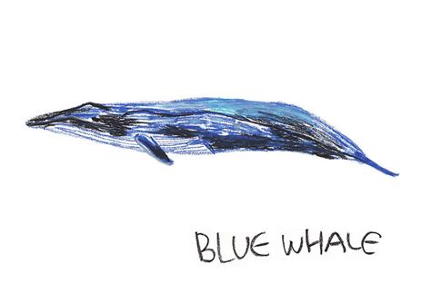 Blue Whale Drawing by Pookie Pet Portraits - Pixels