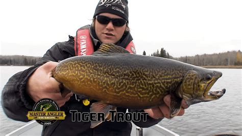 Fly Fishing for Massive Tiger Trout in Manitoba