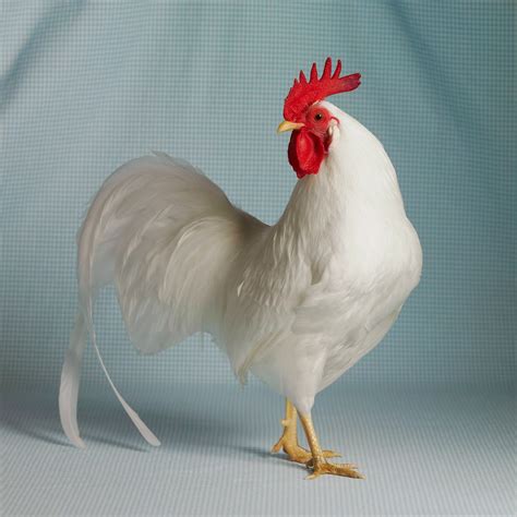 Leghorn Chicken - Pets