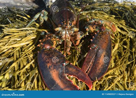 Close Up Photo on the Mouth of a Lobster Stock Image - Image of dinner ...