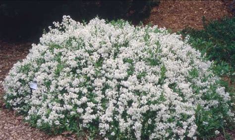 Deutzia gracilis ‘Nikko’ – One Earth Botanical