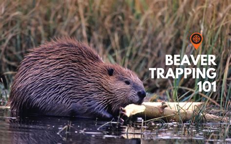 How To Trap Beavers 101 | RangeFinder Now