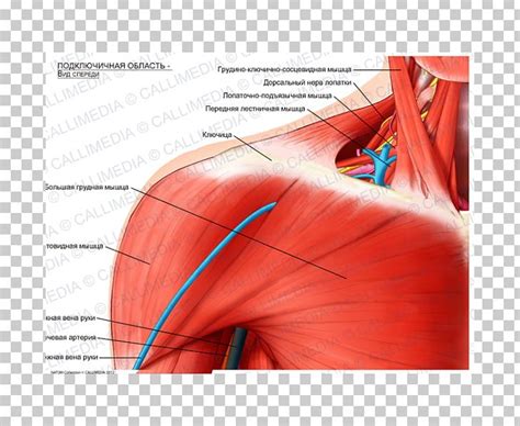 Shoulder Infraclavicular Fossa Pectoralis Major Clavicle Muscle PNG, Clipart, Anatomy, Angle ...