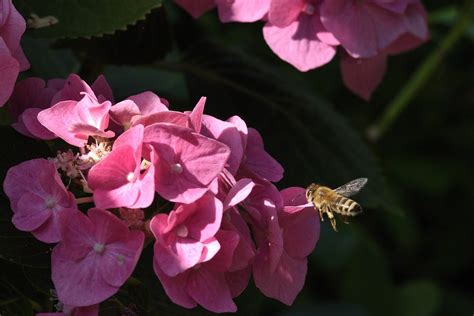 Bee Pink Flowers Pollination - Free photo on Pixabay - Pixabay