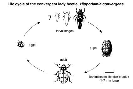 Lady Bug Life Cycle