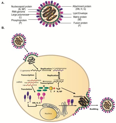 Viruses | Free Full-Text | Paramyxovirus Glycoprotein Incorporation ...