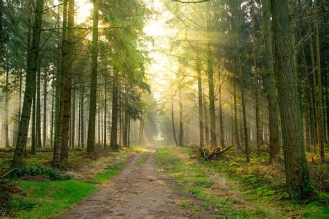 HD wallpaper: pine trees under sunrise, forest, shadow, green, yellow ...