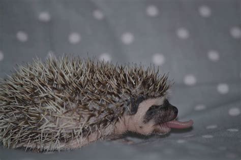 How to prevent salmonella - Pins and Needles Hedgehogs