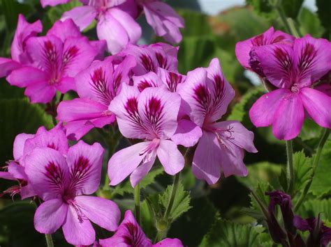 A geranium pelargonium graveolens | I found this while walki… | Flickr