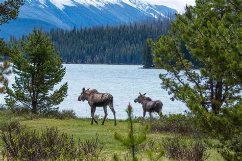 Jasper Wildlife And Waterfalls Tour With Maligne Lake Hike: Triphobo