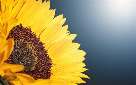 Sunflowers 8K Wallpapers - Top Free Sunflowers 8K Backgrounds ...