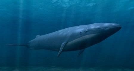 blue whale underwater scene 3d max