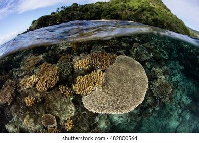 Reefbuilding Corals Flourish On Fringing Reef Stock Photo 482800564 ...