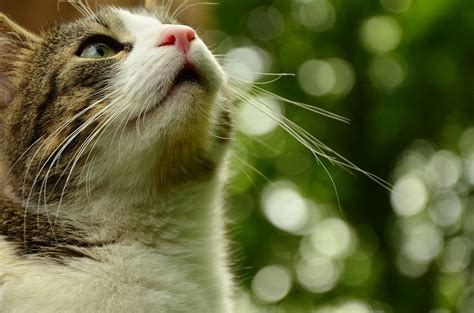 Does my cat have a strong sense of smell? | FirstVet