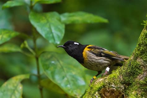 5 Tips for Better Forest Bird Photography