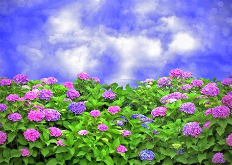 🔥 [20+] Hydrangea Garden Wallpapers | WallpaperSafari