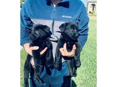 AKC Black German Shepherd Puppies for adoption Orlando - Puppies for ...