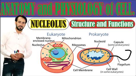 What is Nucleolus | Structure, Composition and Functions of Nucleolus | Made Easy | top lesson4u ...