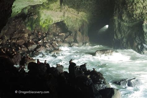 Sea Lion Caves - Nature's Spectacle in America's Largest Sea Cave ...