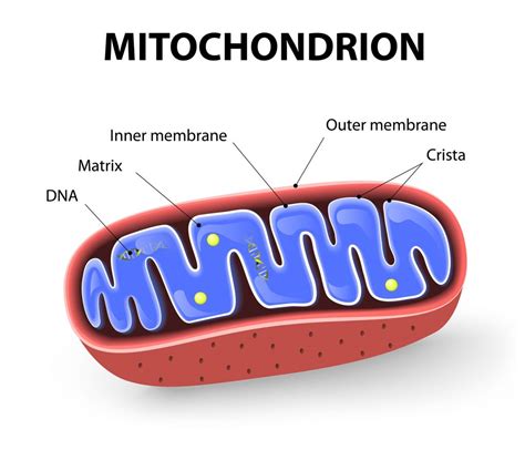 5a1 Respiration – HumanBio