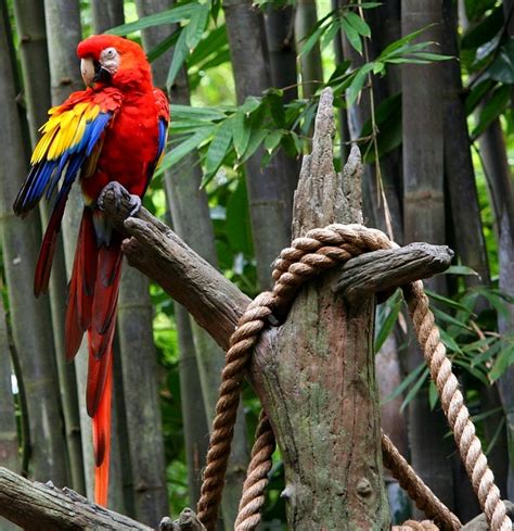 Red Macaw Parrot Tropical Bird · Free photo on Pixabay