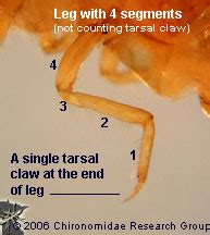 Family: Hydrophilidae | Chironomidae Research Group