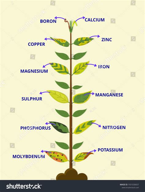 Deficiency Chart Micronutrients Biology Stock Illustration 1931030657 | Shutterstock